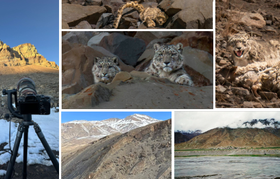 SNOW LEOPARD tracking in Spiti Valley is Wow 
