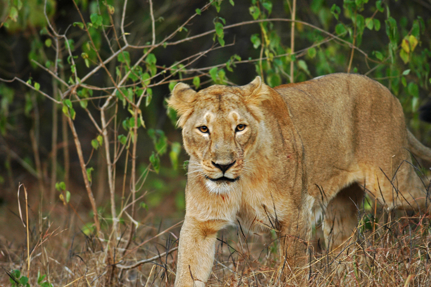 Gir National Park