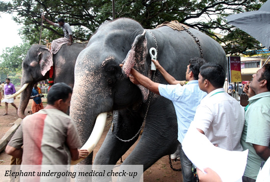 Why we shouldn`t ban elephants in Kerala temples