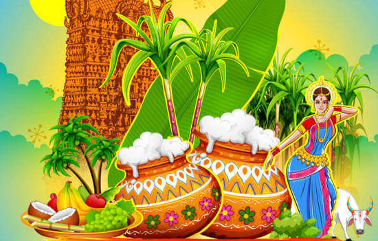 How PONGAL is celebrated over four days 