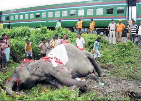 An accident elephant