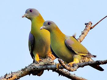 Green pigeon on a dumar tree