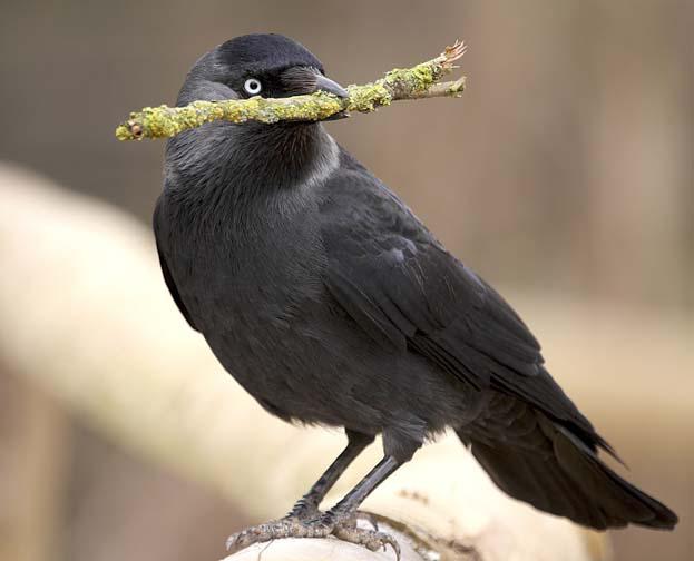 Common house crow