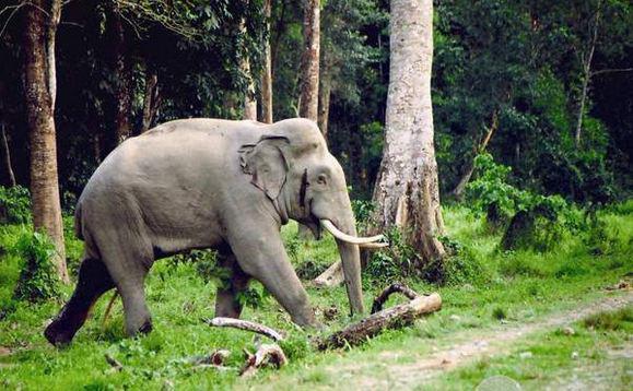 A tusker coming out