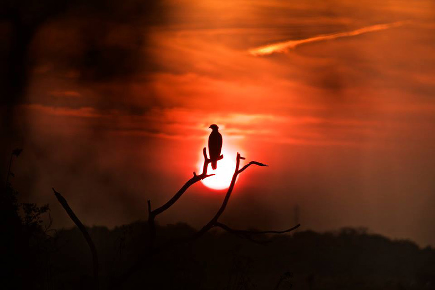 Birds of Bharatpur Bird Sanctuary