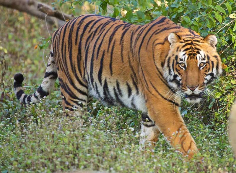 Tigers of Corbett