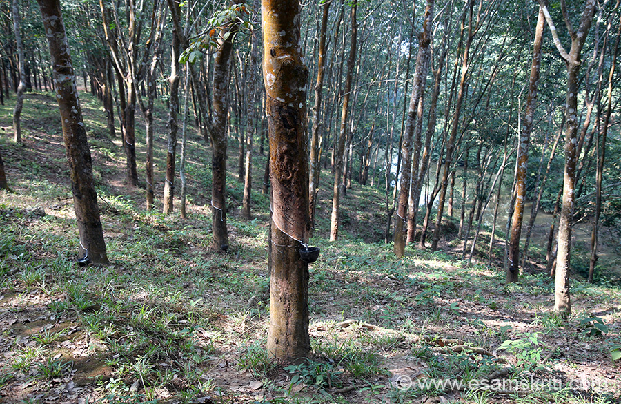 Rubber Plantations Tripura