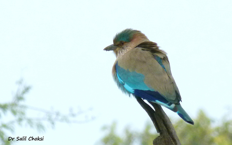 Bharatpur Bird Sanctuary