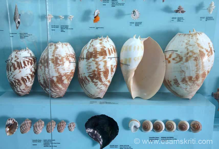 Sea Shell Museum Mahabalipuram