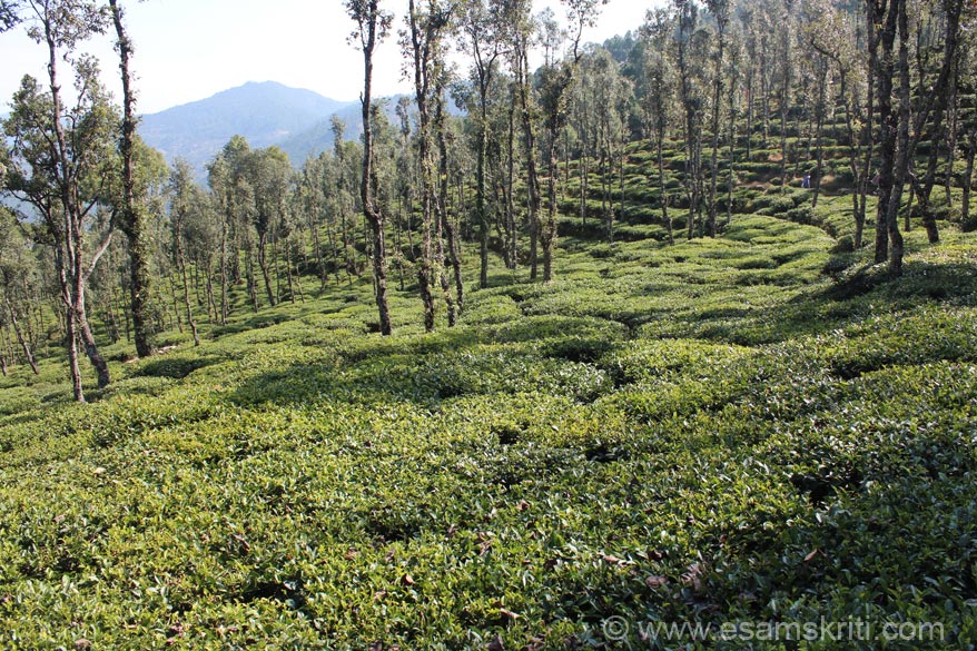 Tea Gardens Vijaypur