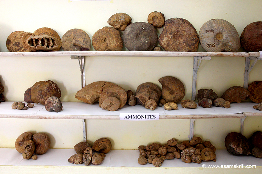 Fossil Museum Kutch