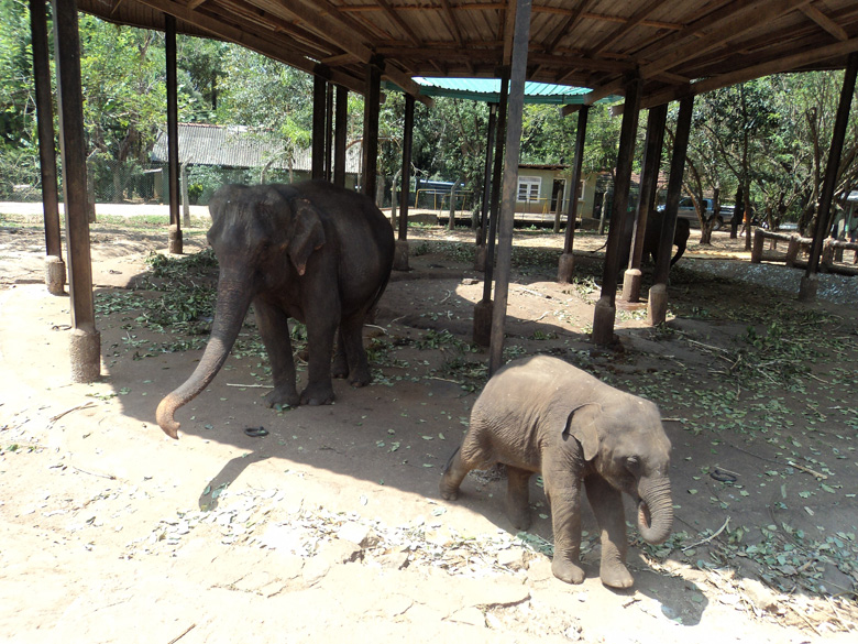 Pinnawala Elephant Orphanage