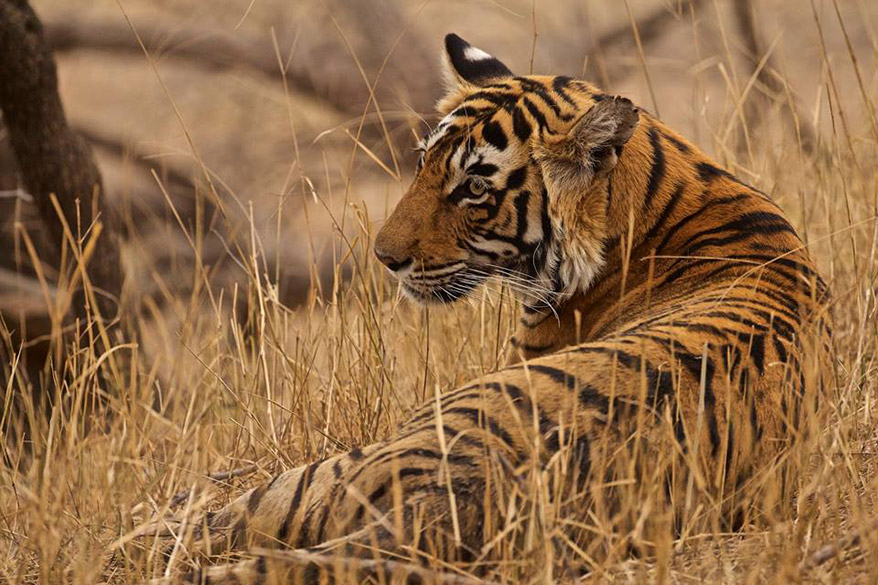 Tigers of Ranthambore