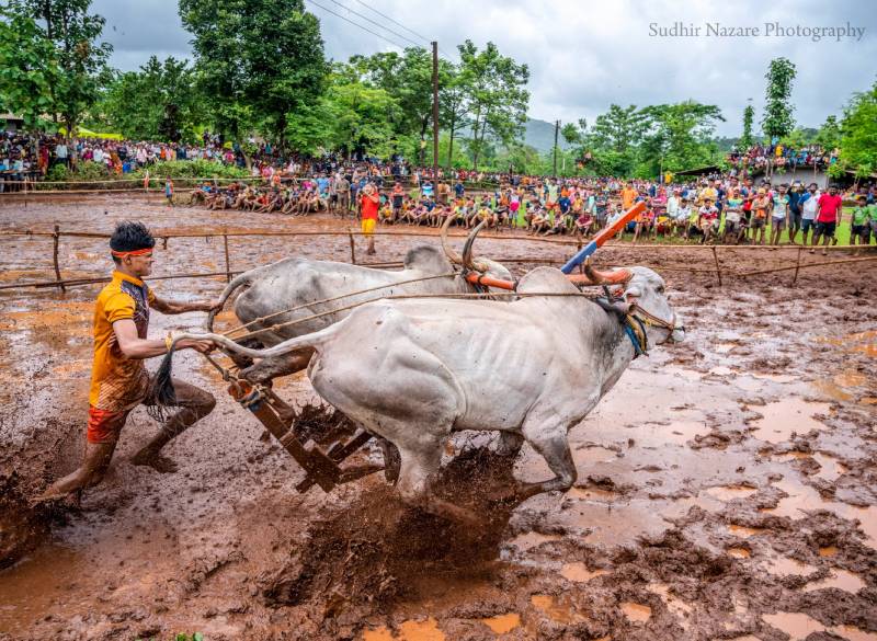 BULL RACE Konkan, Maharashtra