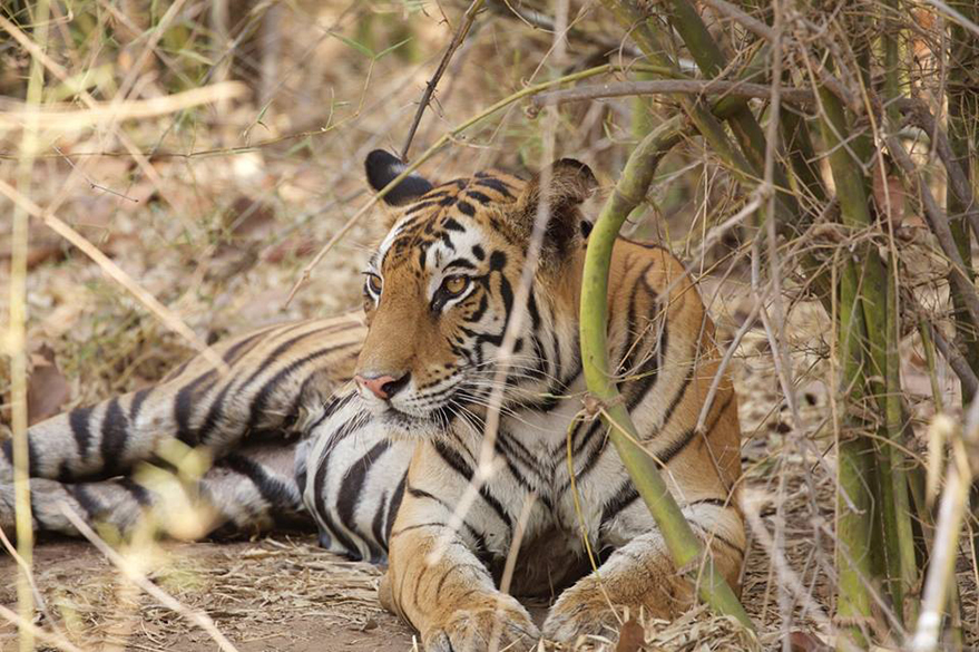 Bandhavgarh National Park