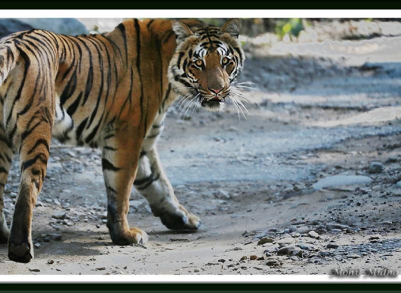 Tigers of Corbett National Park