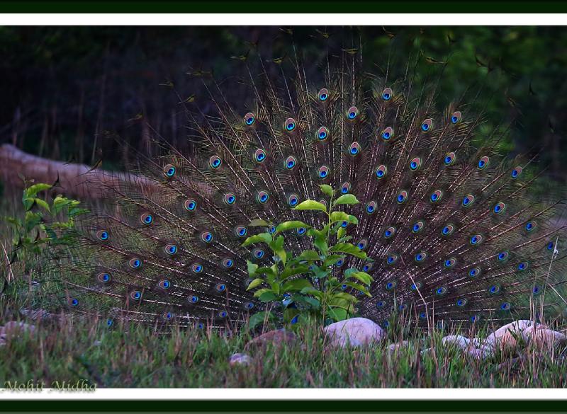 Corbett National Park Beyond Tigers