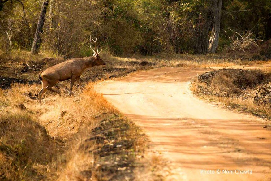 Tadoba National Park