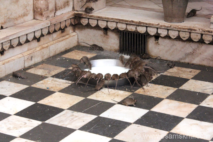 Karni Mata Mandir Bikaner