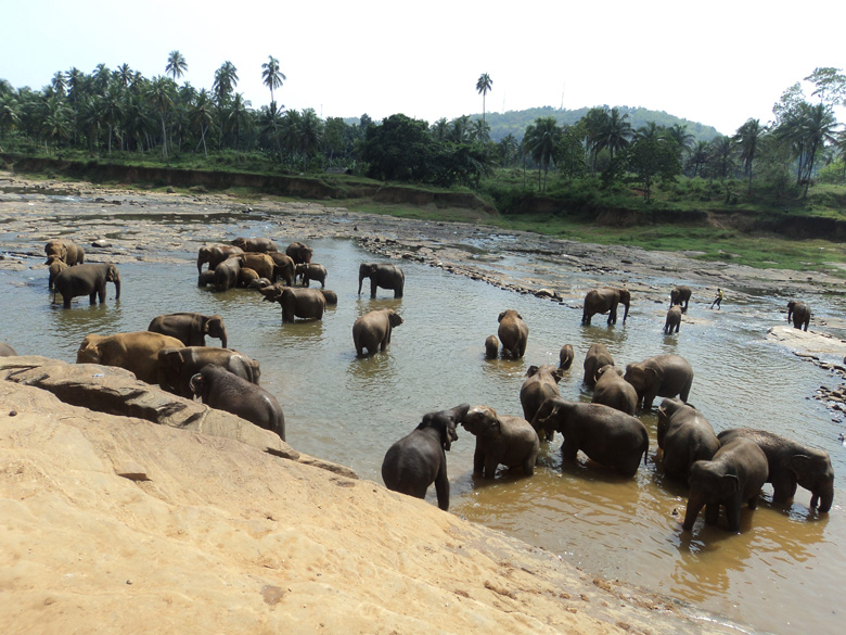 Pinnawala Elephant Orphanage