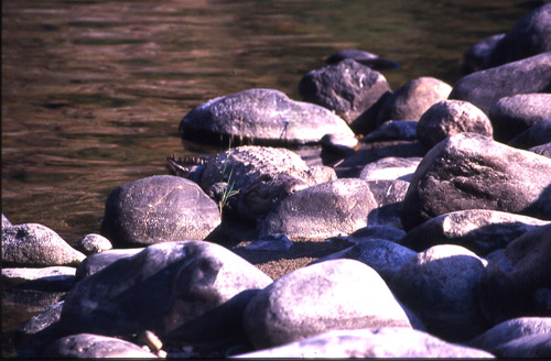 Corbett National Park