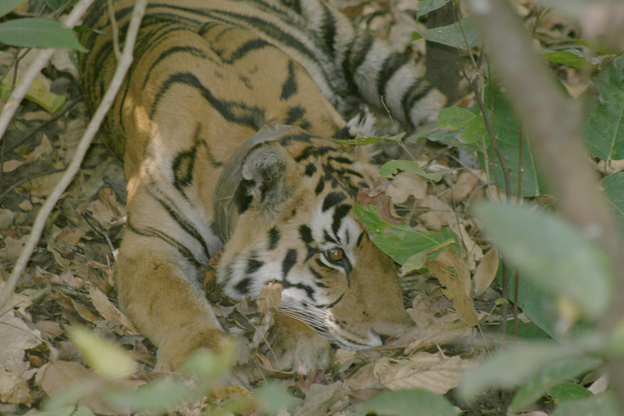 Tigers of Kanha National Park