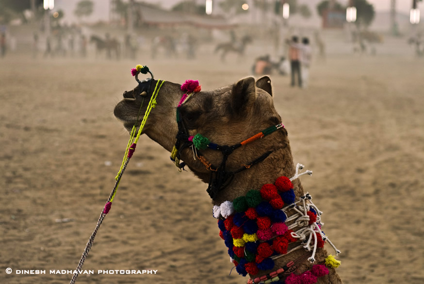 Pushkar Fair