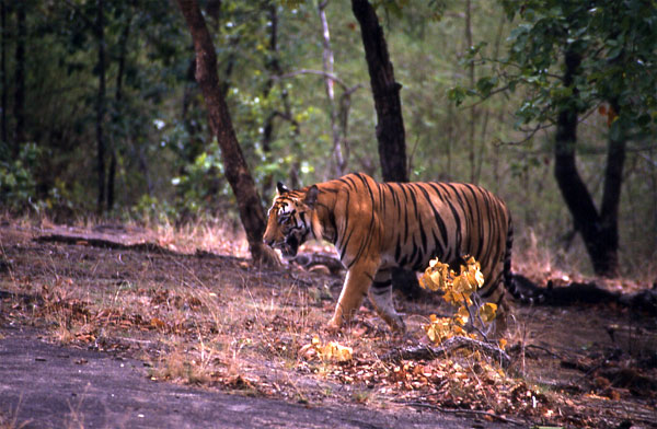 Tigers of Bandhavgarh